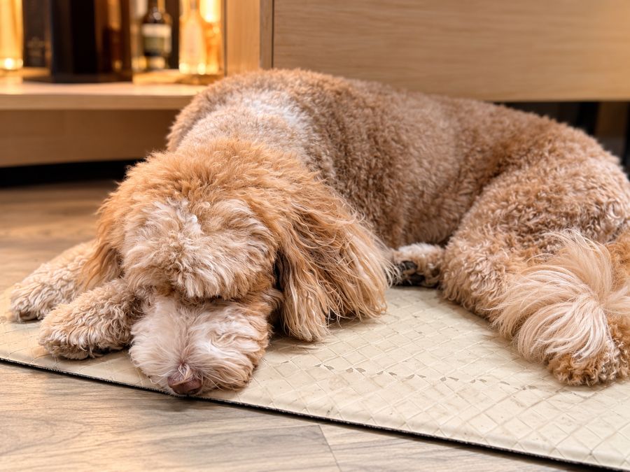 Chloe asleep on a mat in the store